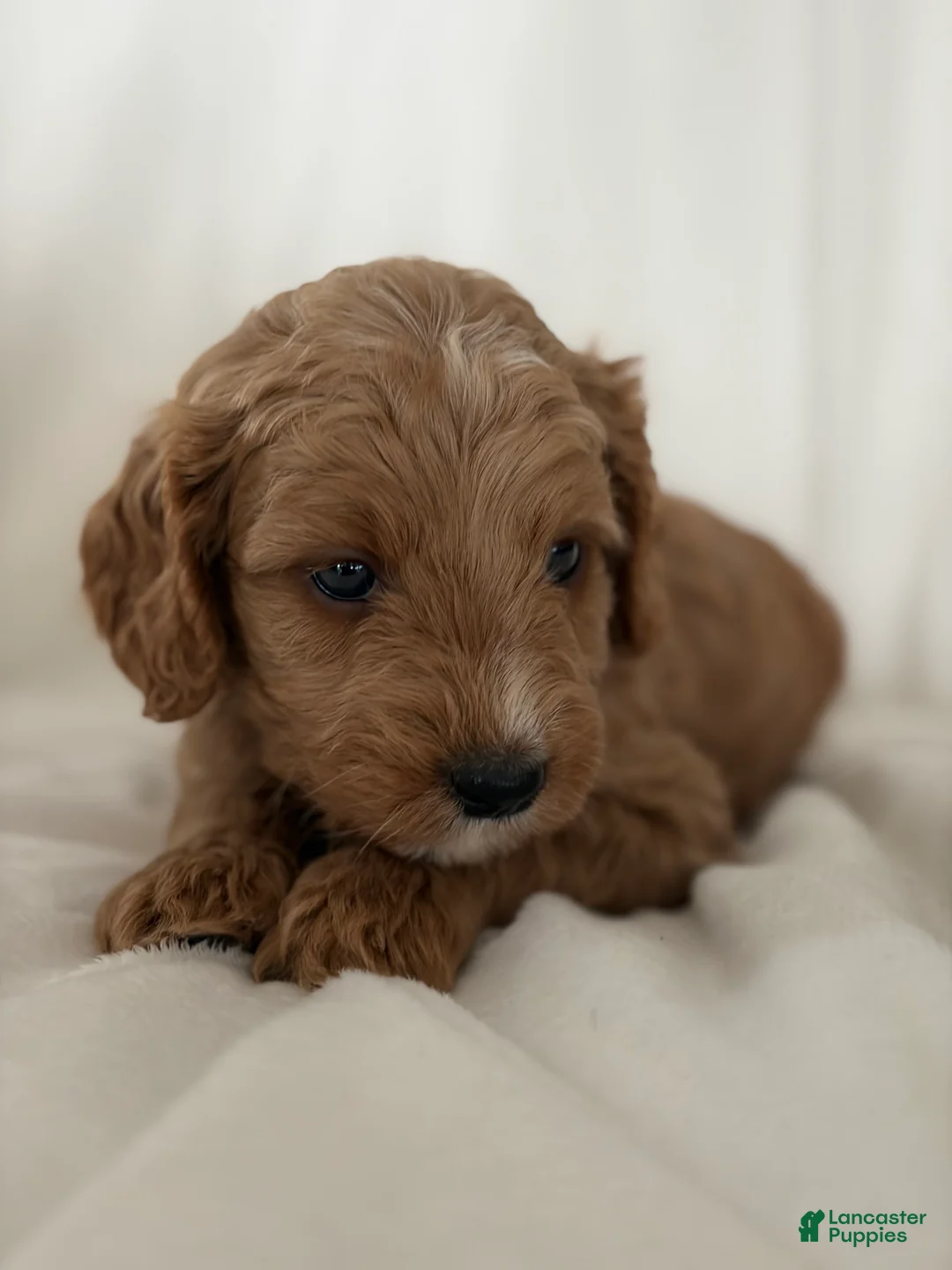 Cavapoo dogs for sale: Denali🩷 - Ad 1
