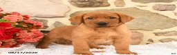 Labrador Retriever dogs for sale: Burr - Ad 3