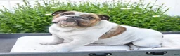 English Bulldog dogs for sale: Zakai - Ad 6