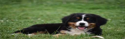 Bernese Mountain Dog dogs for sale: Princess - Ad 8