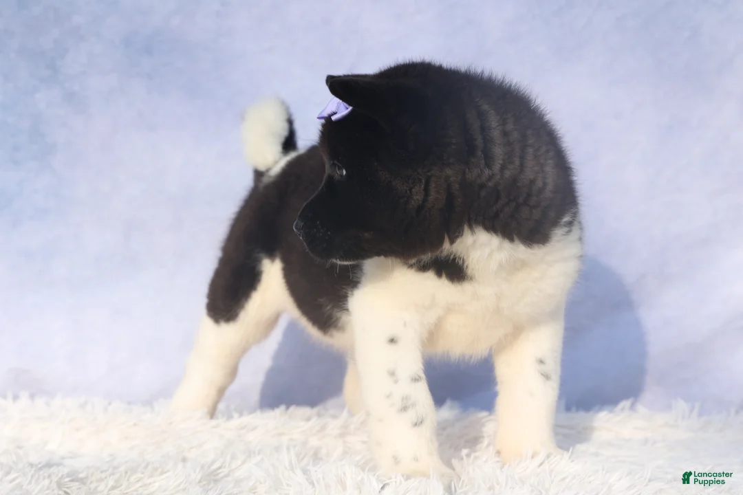 Akita dogs for sale: Oakley - Ad 12