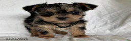 Mixed Breed dogs for sale: Kermit - Ad 1
