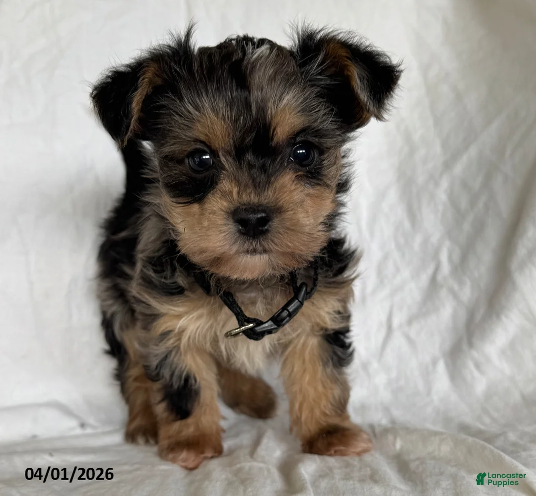 Mixed Breed dogs for sale: Kermit - Ad 1