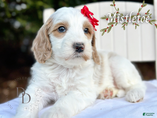 Goldendoodle dogs Mistletoe - Ad 26