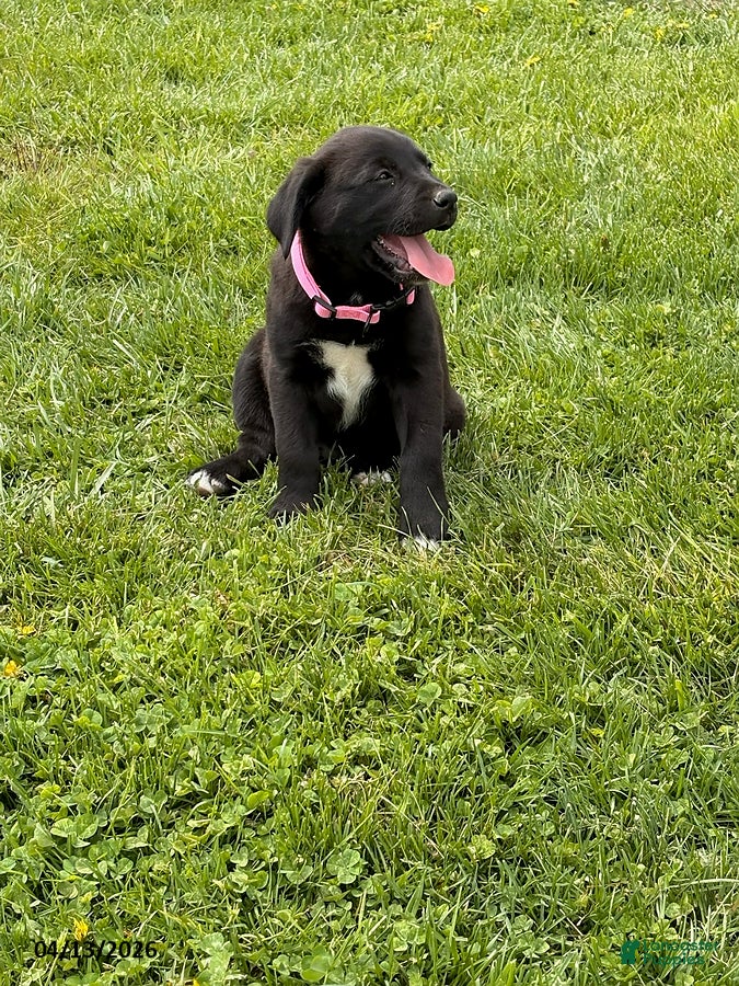 Mixed Breed dogs Cinnamon - Ad 28