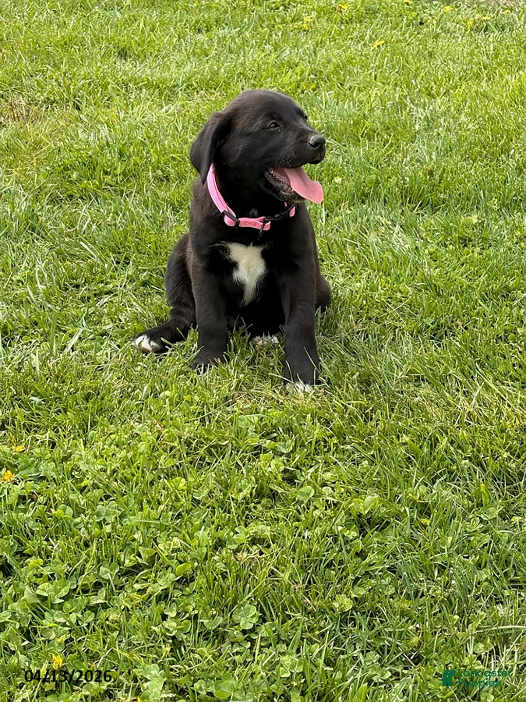 Mixed Breed dogs for sale: Cinnamon - Ad 1