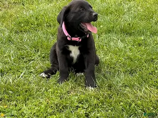 Mixed Breed dogs Cinnamon - Ad 37