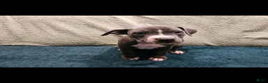 American Pit Bull Terrier Lilly
