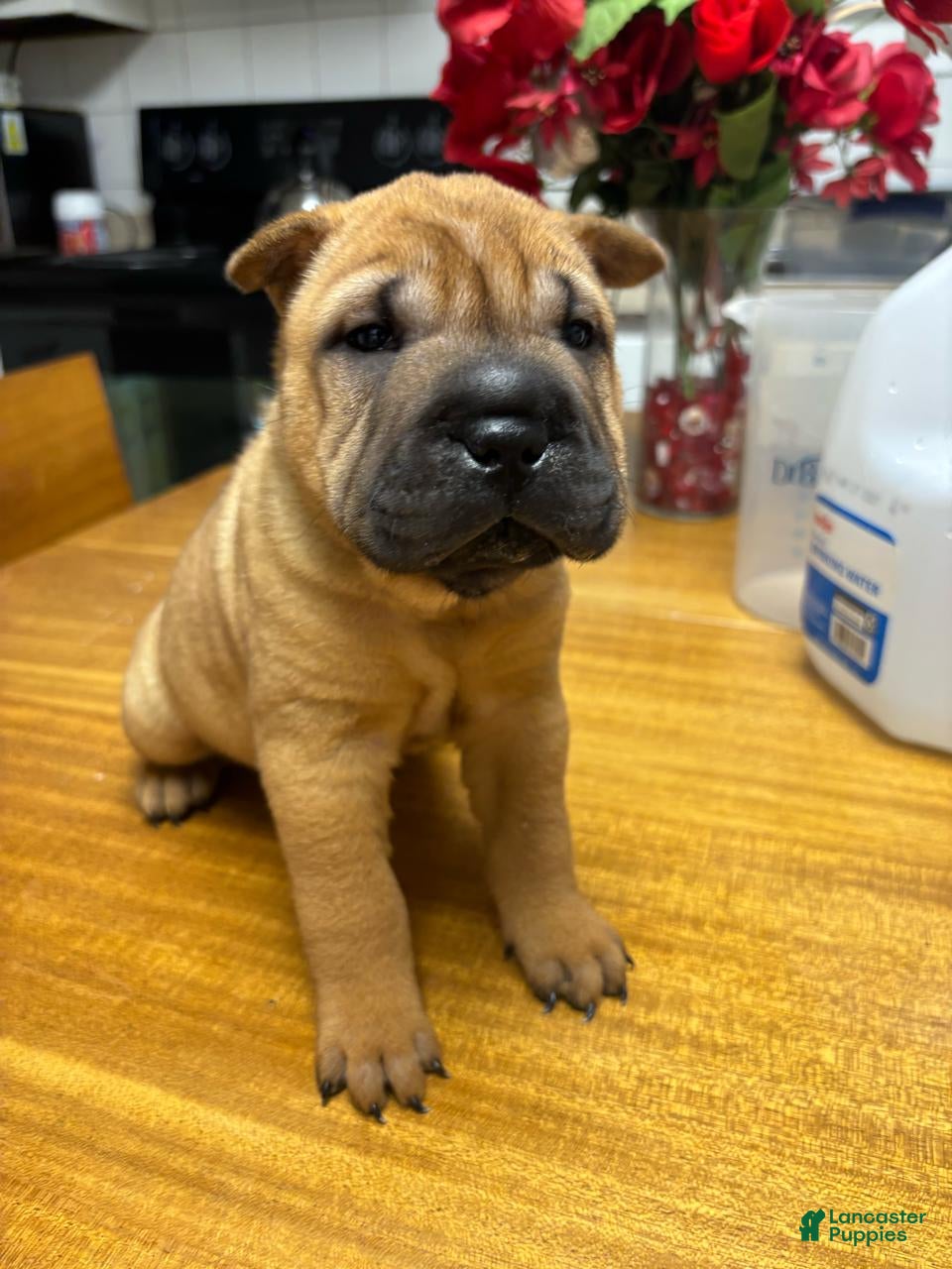 Shar Pei dogs Girl 3 - Ad 1