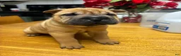 Shar Pei dogs for sale: Girl 3 - Ad 1