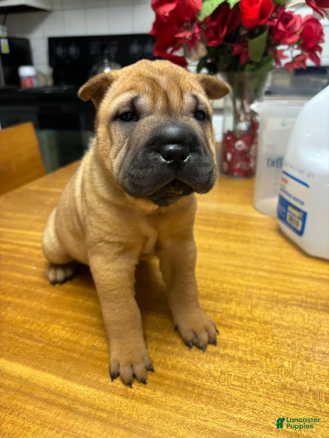 Shar Pei dogs for sale: Girl 3 - Ad 1
