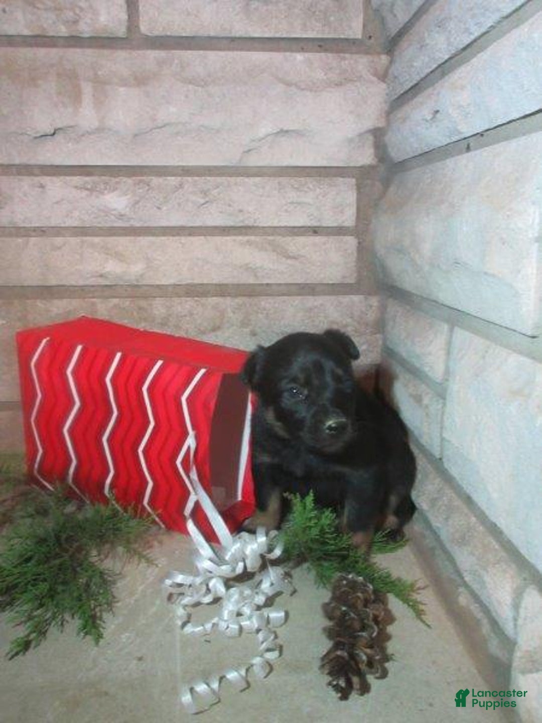 Mixed Breed dogs for sale: Willow - Ad 2