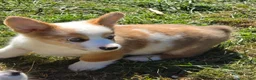 Welsh Corgi Pembroke dogs for sale: Beautiful Bentley  - Ad 13