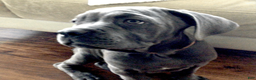 Cane Corso dogs for sale: Cane Corso Puppy 9 - Ad 4