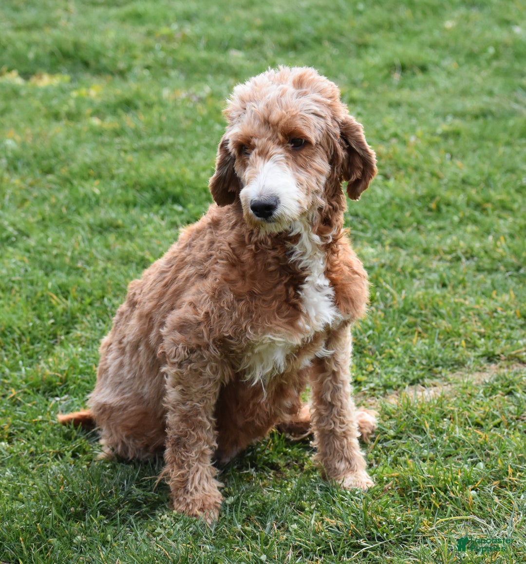 Mini Goldendoodle dogs for sale: Gregy - Ad 12