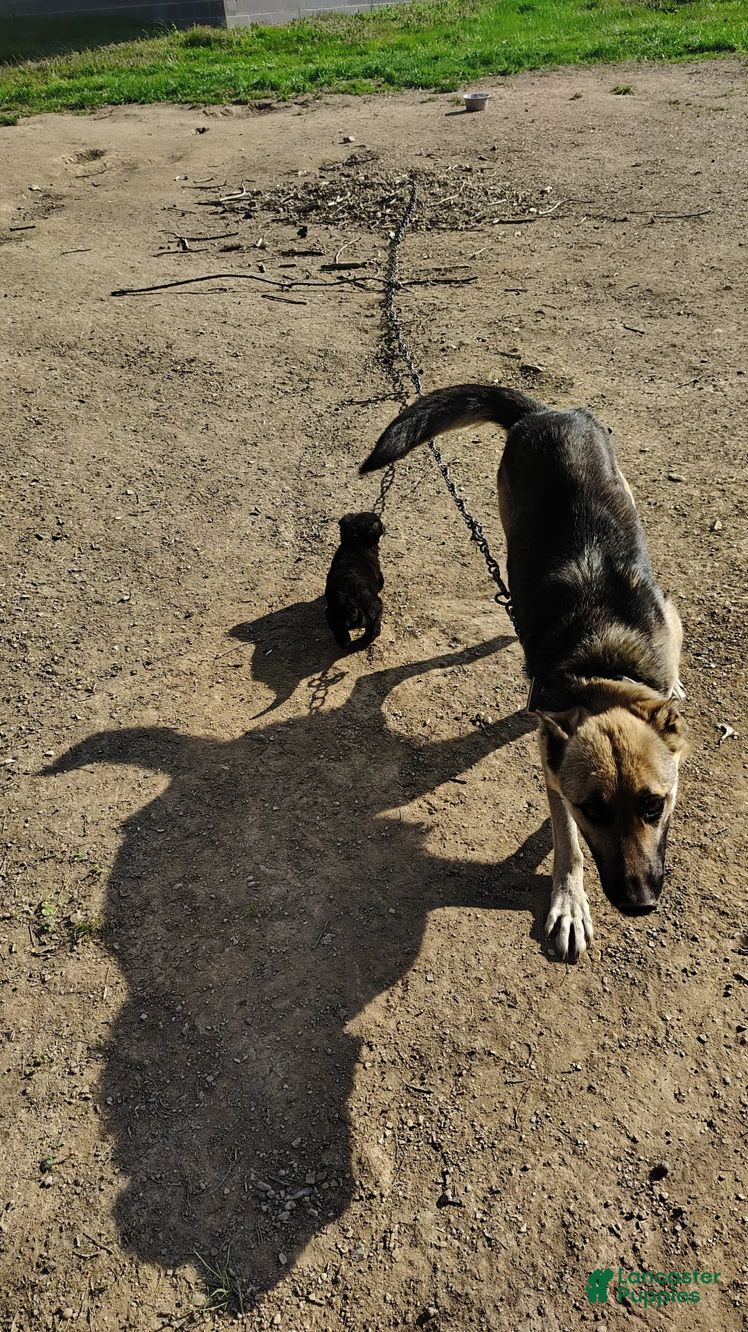 German Shepherd dogs for sale: German Shepherd Puppy 5 - Ad 2