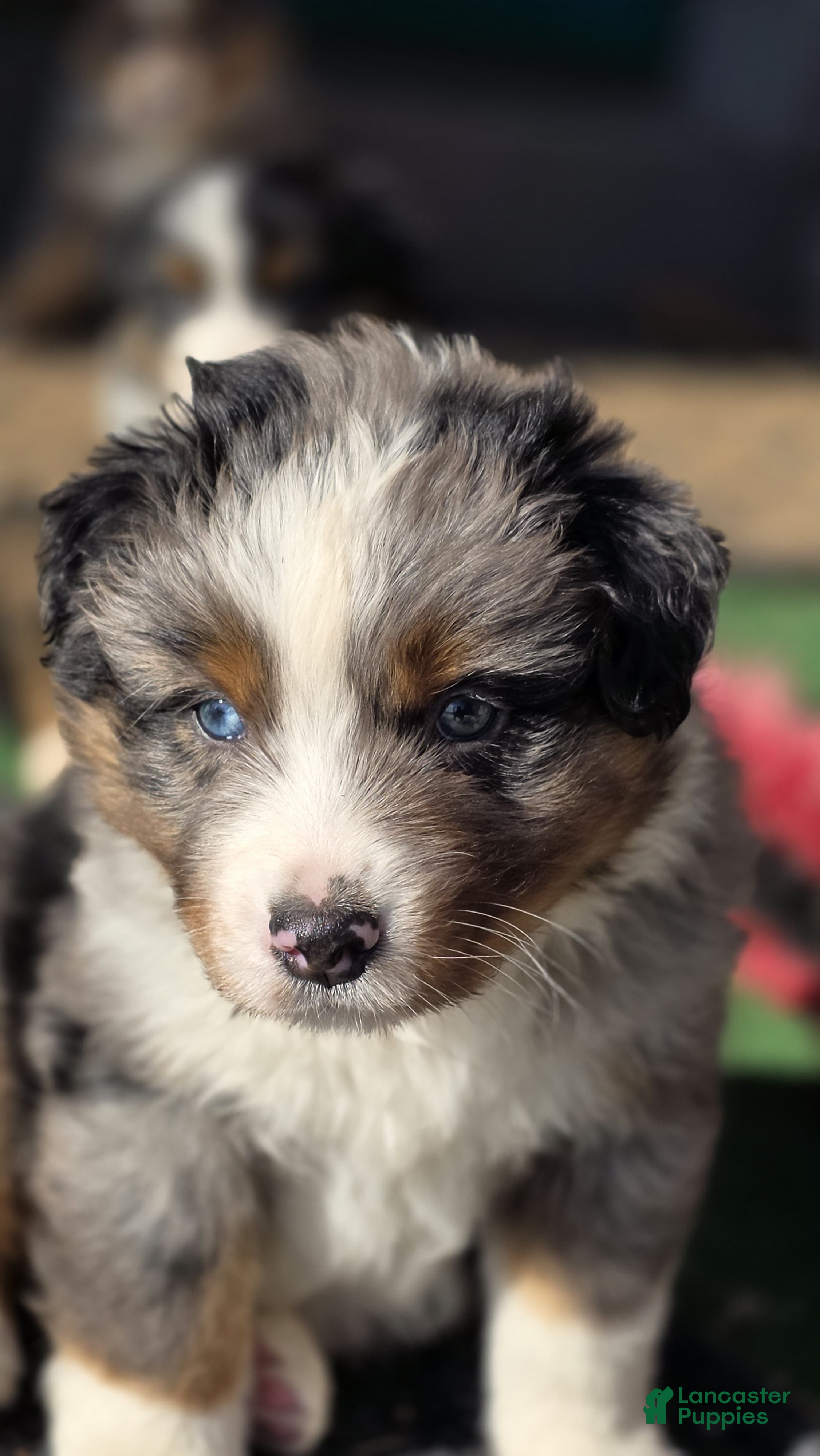 Australian Shepherd dogs Mo - Ad 2