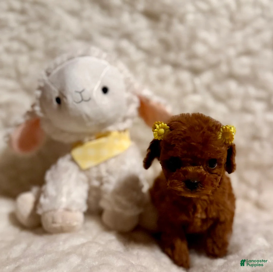 Toy Poodle dogs for sale: Zoey teacup deep red - Ad 5