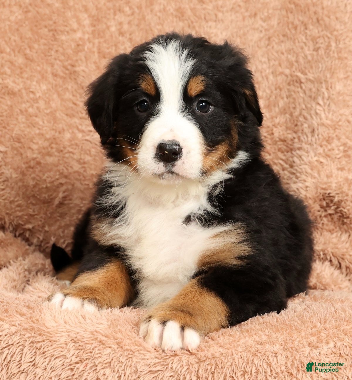 Bernese Mountain Dog dogs Buddy - Ad 26