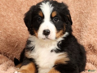 Bernese Mountain Dog dogs Buddy - Ad 34