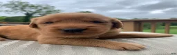 Golden Retriever dogs for sale: Indie - Ad 2