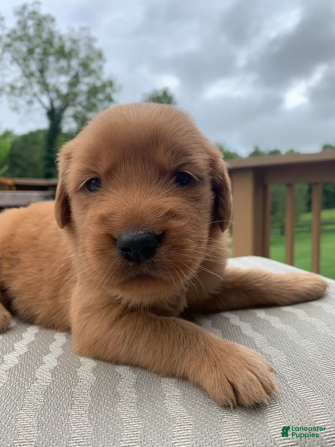 Golden Retriever dogs for sale: Indie - Ad 2