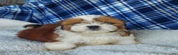 Shih Tzu dogs for sale: DOLLY - Ad 1