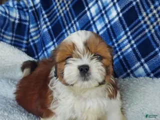 Shih Tzu dogs for sale: DOLLY - Ad 3