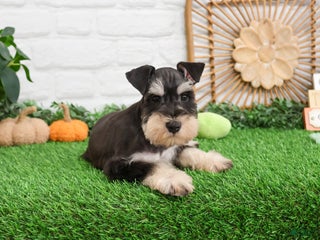 Miniature Schnauzer dogs - Ad 27