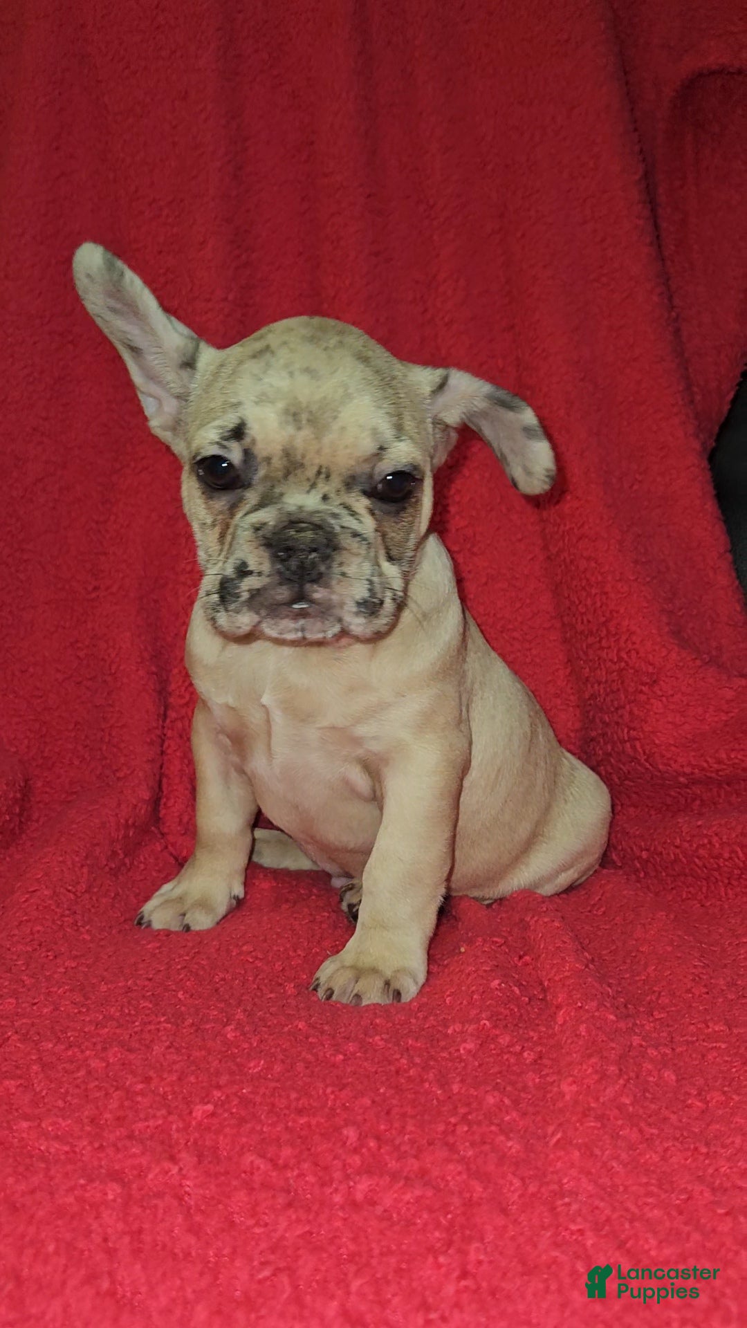French Bulldog dogs French Bulldog Puppy 4 - Ad 38