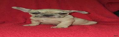 French Bulldog Puppy 4