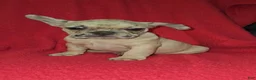 French Bulldog dogs for sale: French Bulldog Puppy 4 - Ad 1