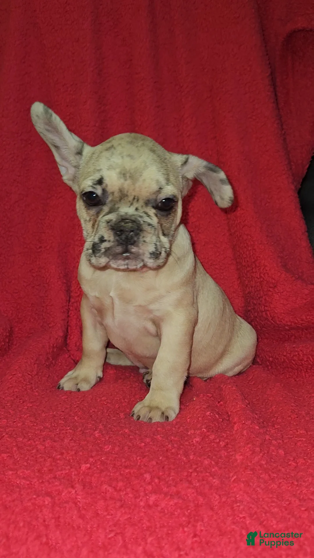 French Bulldog dogs for sale: French Bulldog Puppy 4 - Ad 1