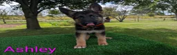 German Shepherd dogs for sale: Ashley - Ad 3