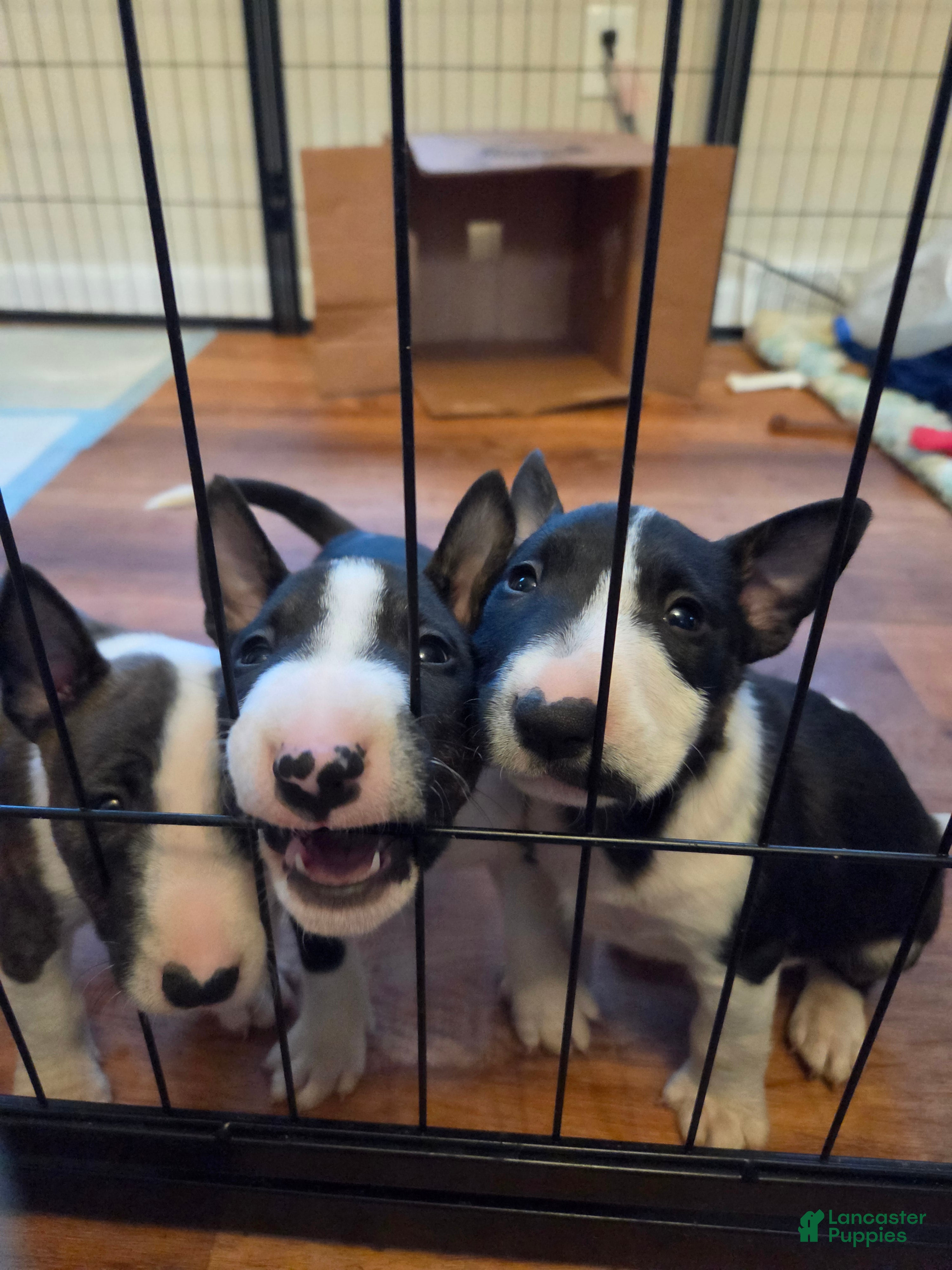 Miniature Bull Terrier dogs for sale: Miniature Bull Terrier 1 - Ad 2