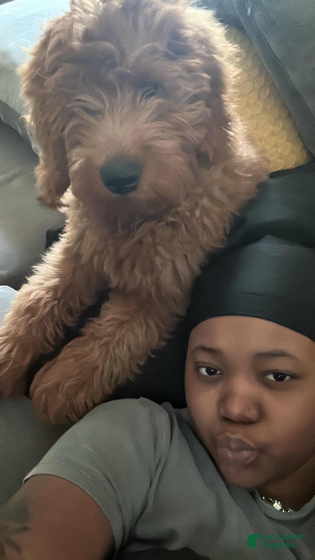 Goldendoodle dogs for sale: Goldendoodle Puppy 1 - Ad 2