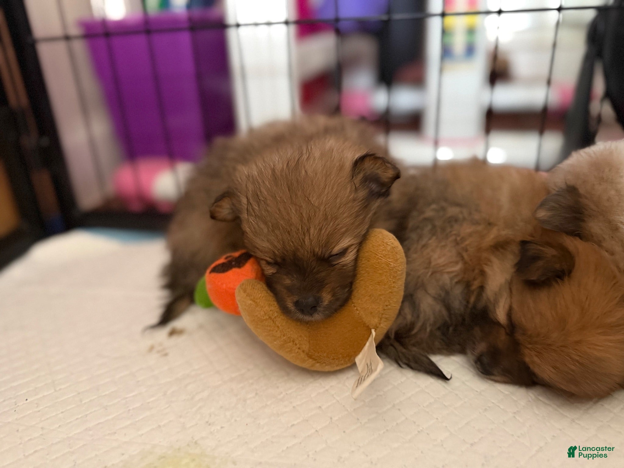 Pomeranian dogs Pomeranian 1 - Ad 13
