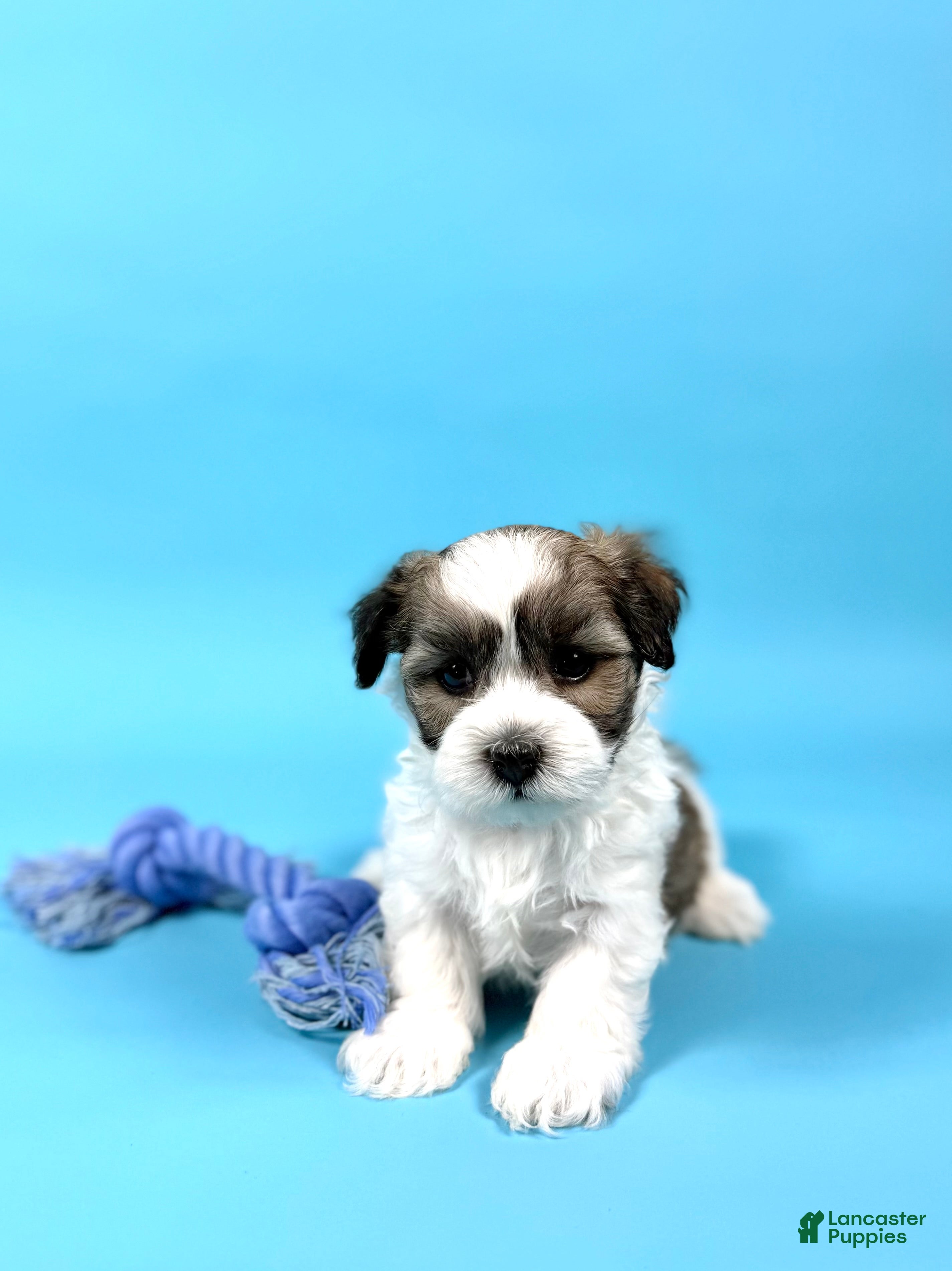 Havanese dogs WAYNE - Ad 1