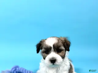 Havanese dogs for sale: WAYNE - Ad 4