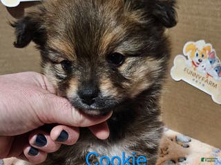 Pomeranian dogs Aussiepom "Cookie" - Ad 39