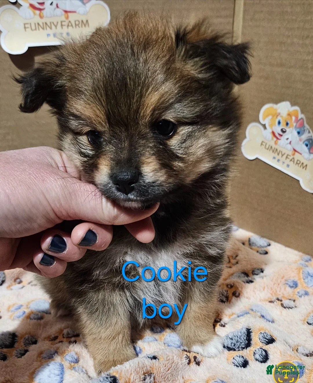Pomeranian dogs for sale: Aussiepom "Cookie" - Ad 1