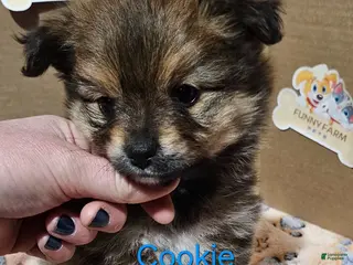 Pomeranian dogs Aussiepom "Cookie" - Ad 6
