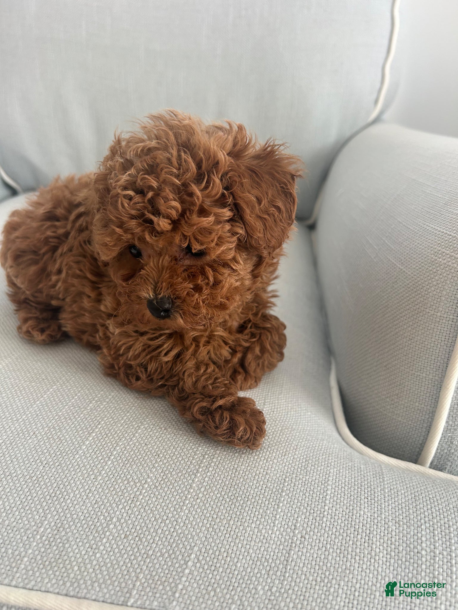 Maltipoo dogs Finn - Ad 2