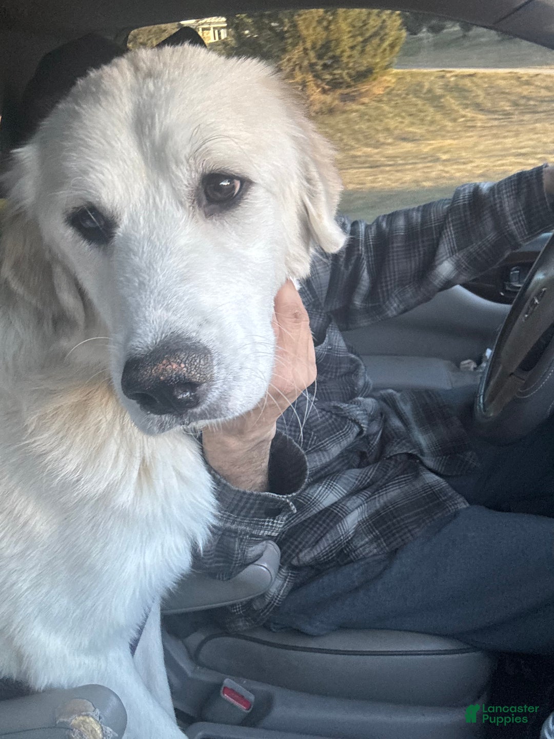 Great Pyrenees dogs for sale: Great Pyrenees - Ad 12
