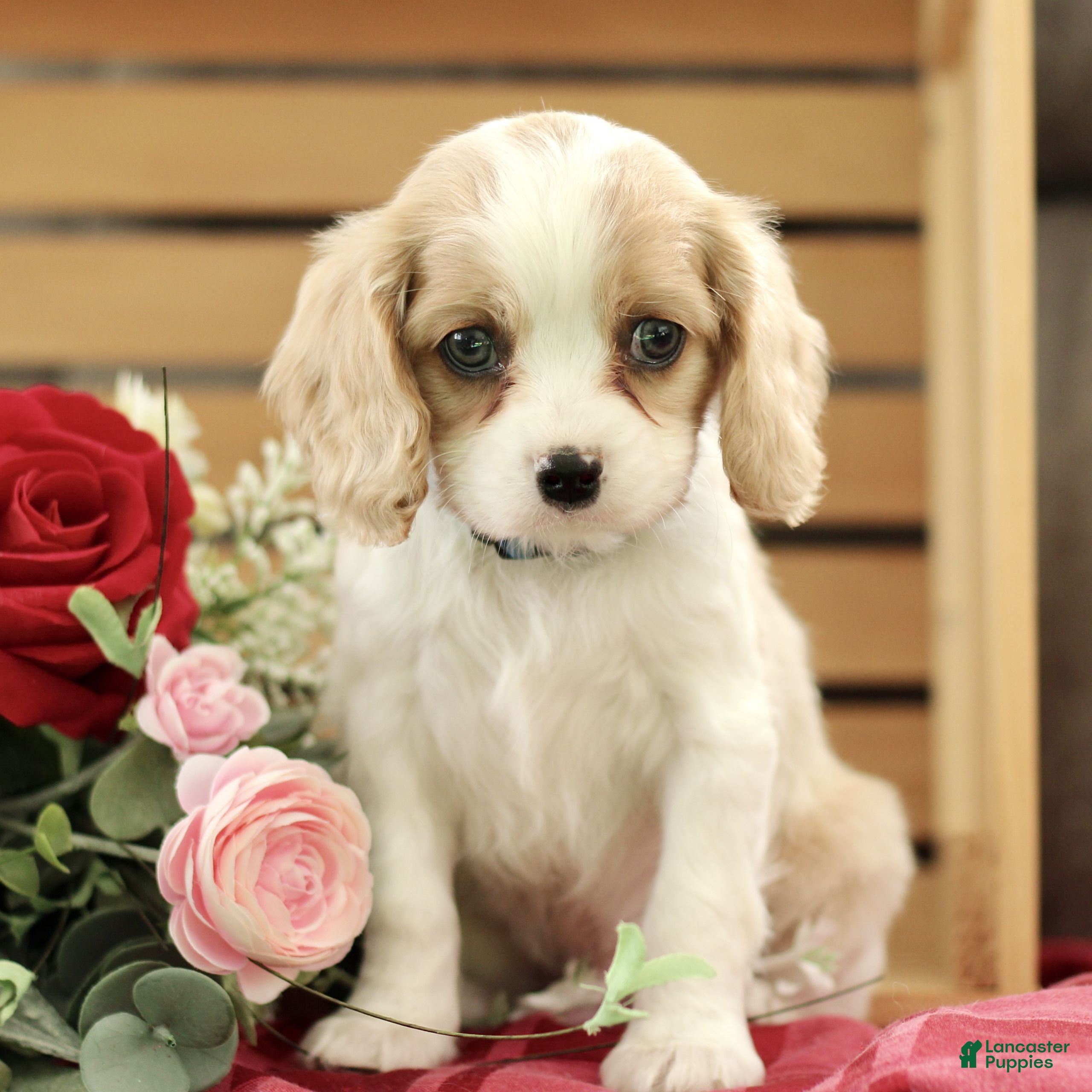 Cavachon dogs Archie  - Ad 21