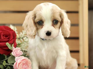 Cavachon dogs Archie - Ad 31