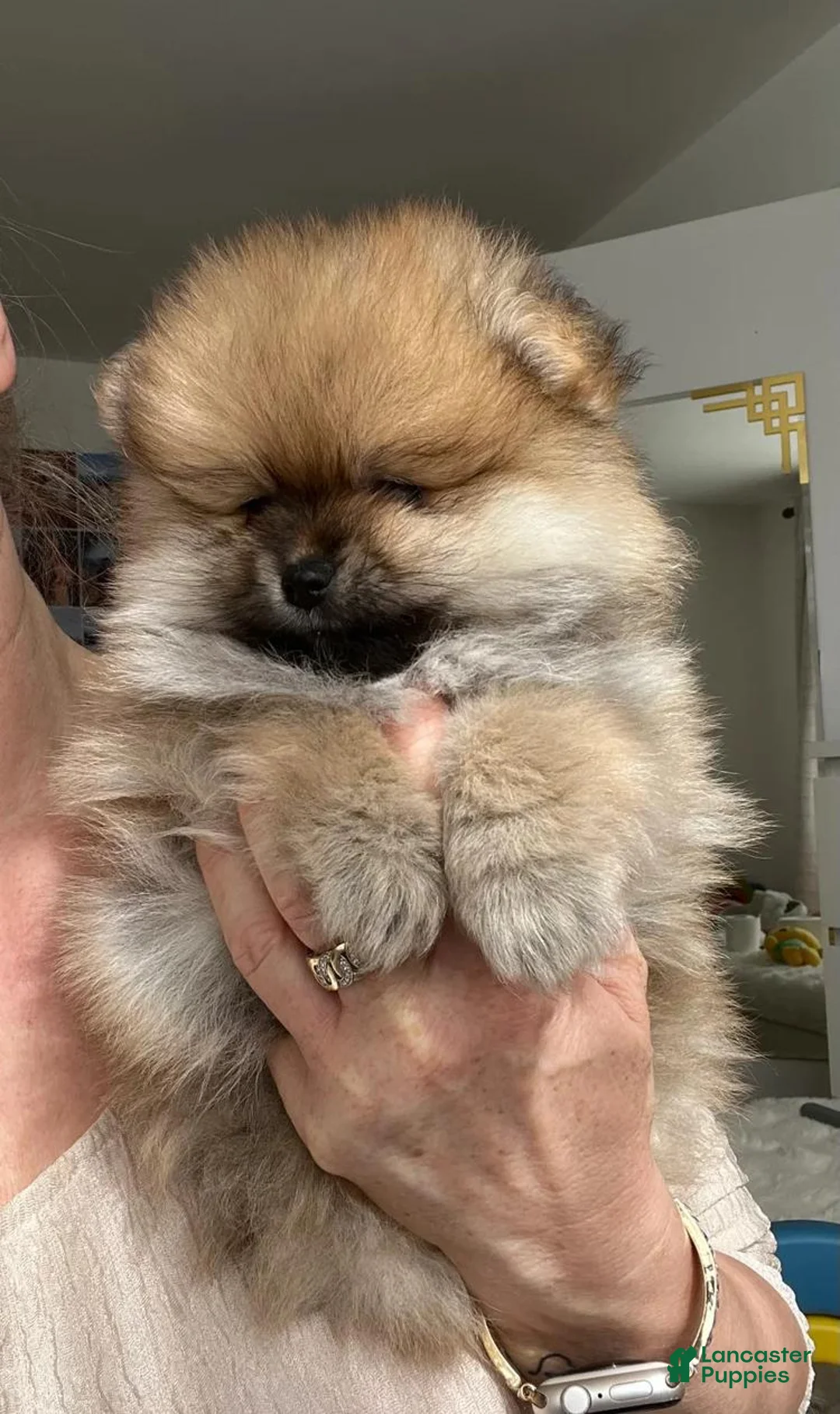 Pomeranian dogs for sale: Lela - Ad 1