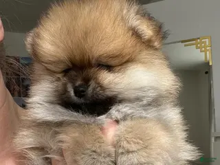 Pomeranian dogs Lela - Ad 8