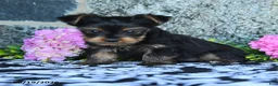 Yorkshire Terrier dogs for sale: Fritz - Ad 5