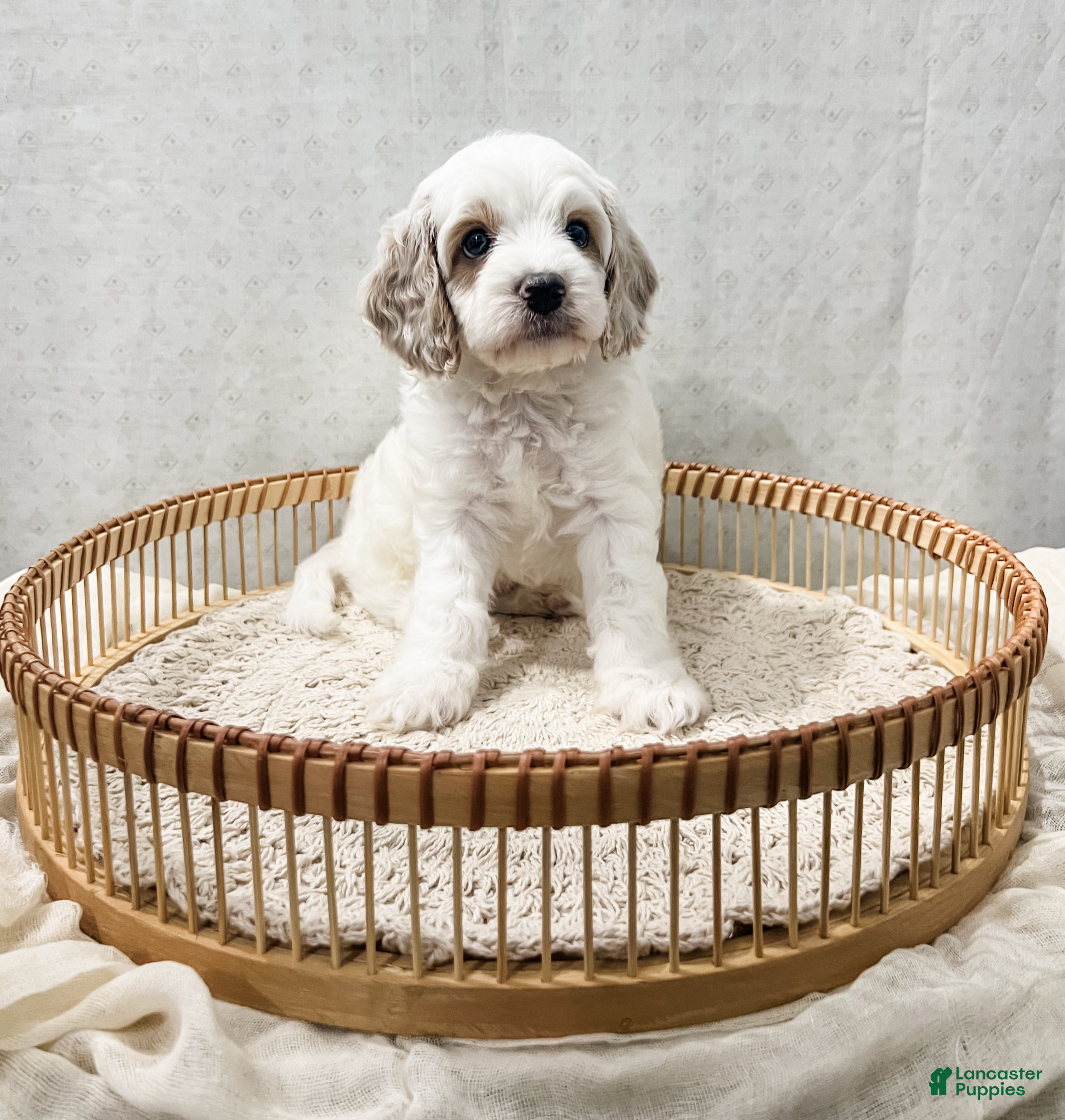 Cavapoo dogs Slade - Ad 1